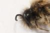 Andrena sp.